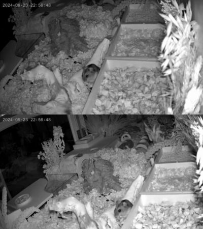 6MP Wifi dual lens baby monitor with icSee app for split-screen viewing in a Kenyan nursery.